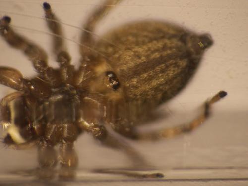 Evarcha arcuata